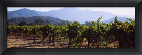 Framed Grape vines in a vineyard, Napa Valley, Napa County, California, USA Print