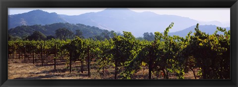 Framed Grape vines in a vineyard, Napa Valley, Napa County, California, USA Print