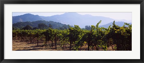 Framed Grape vines in a vineyard, Napa Valley, Napa County, California, USA Print