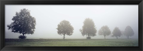 Framed Fog covered trees in a field, Baden-Wurttemberg, Germany (black and white) Print