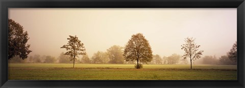 Framed Fog covered trees in a field, Baden-Wurttemberg, Germany Print