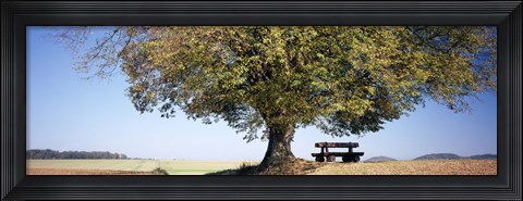 Framed Empty bench under a tree, Baden-Wurttemberg, Germany Print