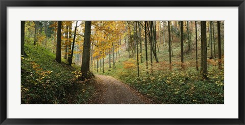 Framed Road passing through a forest, Baden-Wurttemberg, Germany Print