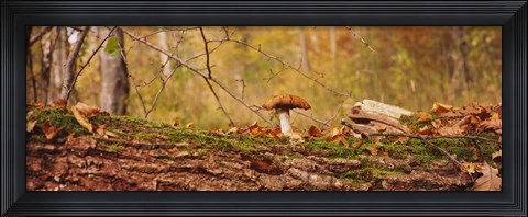 Framed Mushroom on a tree trunk, Baden-Wurttemberg, Germany Print