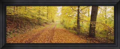 Framed Road covered with autumnal leaves passing through a forest, Baden-Wurttemberg, Germany Print