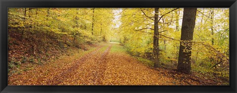 Framed Road covered with autumnal leaves passing through a forest, Baden-Wurttemberg, Germany Print