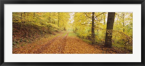 Framed Road covered with autumnal leaves passing through a forest, Baden-Wurttemberg, Germany Print