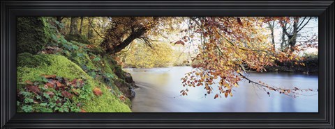 Framed Trees along a river, River Dart, Bickleigh, Mid Devon, Devon, England Print