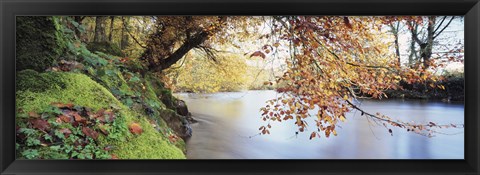 Framed Trees along a river, River Dart, Bickleigh, Mid Devon, Devon, England Print