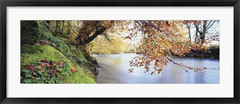 Framed Trees along a river, River Dart, Bickleigh, Mid Devon, Devon, England Print