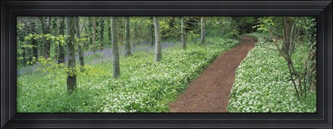 Framed Bluebells and garlic along footpath in a forest, Killerton, Exe Valley, Devon, England Print