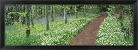 Framed Bluebells and garlic along footpath in a forest, Killerton, Exe Valley, Devon, England Print