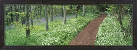 Framed Bluebells and garlic along footpath in a forest, Killerton, Exe Valley, Devon, England Print