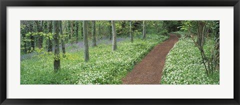 Framed Bluebells and garlic along footpath in a forest, Killerton, Exe Valley, Devon, England Print