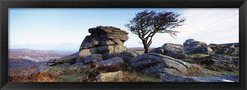 Framed Bare tree near rocks, Haytor Rocks, Dartmoor, Devon, England Print