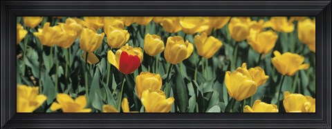 Framed Yellow tulips in a field Print