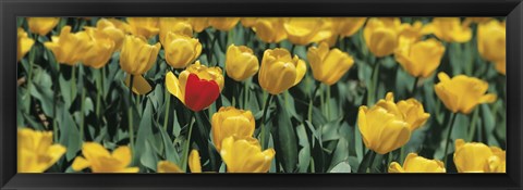 Framed Yellow tulips in a field Print