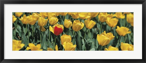 Framed Yellow tulips in a field Print
