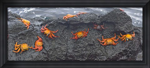 Framed High angle view of Sally Lightfoot crabs (Grapsus grapsus) on a rock, Galapagos Islands, Ecuador Print