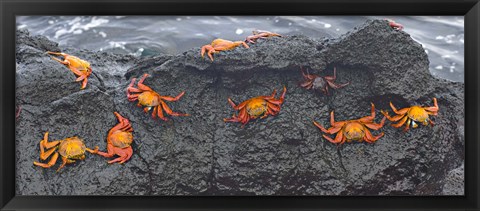 Framed High angle view of Sally Lightfoot crabs (Grapsus grapsus) on a rock, Galapagos Islands, Ecuador Print