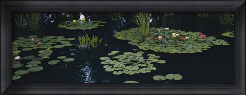 Framed Water lilies in a pond, Denver Botanic Gardens, Denver, Colorado, USA Print