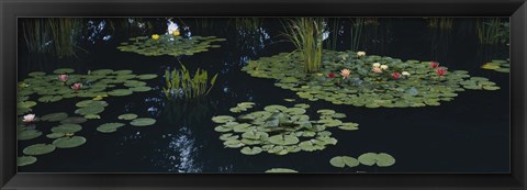 Framed Water lilies in a pond, Denver Botanic Gardens, Denver, Colorado, USA Print