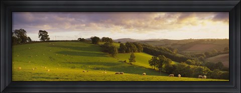 Framed High angle view of sheep grazing in a field, Bickleigh, Mid Devon, Devon, England Print