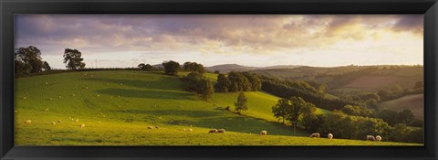 Framed High angle view of sheep grazing in a field, Bickleigh, Mid Devon, Devon, England Print