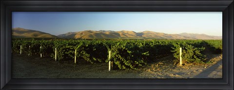 Framed Vineyard on a landscape, Santa Ynez Valley, Santa Barbara County, California, USA Print