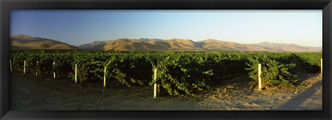 Framed Vineyard on a landscape, Santa Ynez Valley, Santa Barbara County, California, USA Print