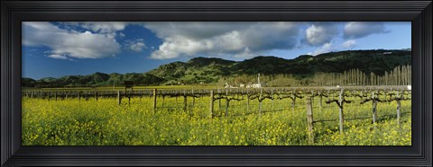 Framed Mustard crop in a field near St. Helena, Napa Valley, Napa County, California, USA Print