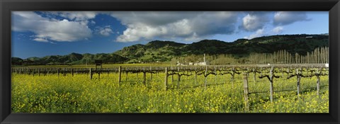 Framed Mustard crop in a field near St. Helena, Napa Valley, Napa County, California, USA Print