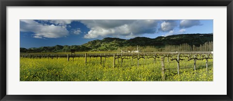 Framed Mustard crop in a field near St. Helena, Napa Valley, Napa County, California, USA Print