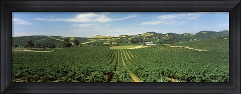 Framed High angle view of a vineyard, Carneros District, Napa Valley, Napa County, California Print