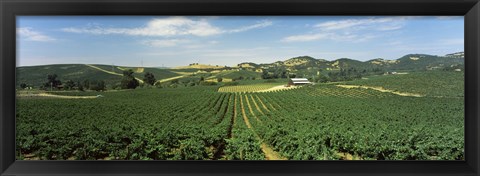 Framed High angle view of a vineyard, Carneros District, Napa Valley, Napa County, California Print