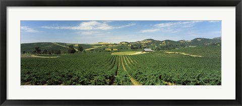 Framed High angle view of a vineyard, Carneros District, Napa Valley, Napa County, California Print