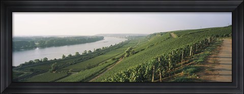Framed Vineyards along a river, Niersteiner Hang, Rhine River, Nackenheim, Mainz-Bingen, Rheinhessen, Rhineland-Palatinate, Germany Print