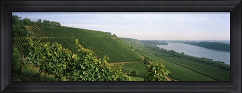 Framed Vineyards along a river, Niersteiner Hang, Rhine River, Nackenheim, Mainz-Bingen, Rhineland-Palatinate, Rheinhessen, Germany Print
