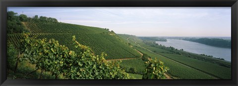 Framed Vineyards along a river, Niersteiner Hang, Rhine River, Nackenheim, Mainz-Bingen, Rhineland-Palatinate, Rheinhessen, Germany Print