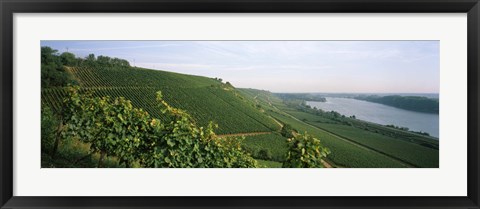 Framed Vineyards along a river, Niersteiner Hang, Rhine River, Nackenheim, Mainz-Bingen, Rhineland-Palatinate, Rheinhessen, Germany Print