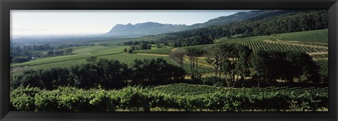 Framed Vineyard with mountains, Constantiaberg, Constantia, Cape Winelands, Cape Town, Western Cape Province, South Africa Print