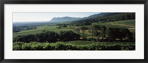 Framed Vineyard with mountains, Constantiaberg, Constantia, Cape Winelands, Cape Town, Western Cape Province, South Africa Print