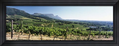 Framed Vineyard with Constantiaberg Range and Table Mountain, Constantia, Cape Town, Western Cape Province, South Africa Print
