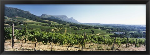 Framed Vineyard with Constantiaberg Range and Table Mountain, Constantia, Cape Town, Western Cape Province, South Africa Print