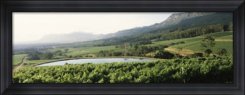 Framed Vineyard with Constantiaberg mountain range, Constantia, Cape Winelands, Cape Town, Western Cape Province, South Africa Print
