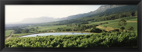 Framed Vineyard with Constantiaberg mountain range, Constantia, Cape Winelands, Cape Town, Western Cape Province, South Africa Print