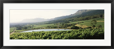 Framed Vineyard with Constantiaberg mountain range, Constantia, Cape Winelands, Cape Town, Western Cape Province, South Africa Print