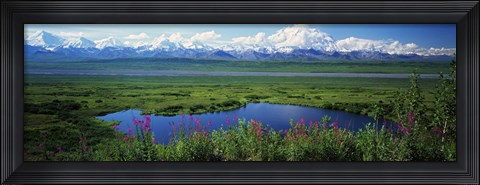 Framed Fireweed flowers in bloom by lake, distant Mount McKinley and Alaska Range in clouds, Denali National Park, Alaska, USA. Print