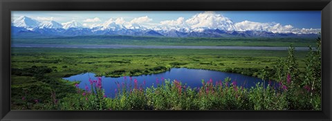 Framed Fireweed flowers in bloom by lake, distant Mount McKinley and Alaska Range in clouds, Denali National Park, Alaska, USA. Print