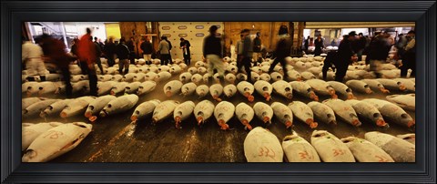 Framed Tuna auction at a fish market, Tsukiji Fish Market, Chuo Ward, Tsukiji, Tokyo Prefecture, Kanto Region, Honshu, Japan Print
